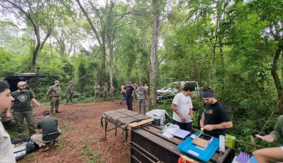 La yaguareté Pará y sus cachorros fueron reubicados en un área protegida