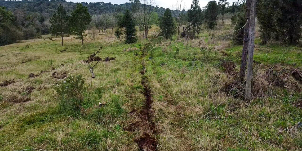 Ponen en marcha la restauración del Parque Provincial Foerster en Andresito