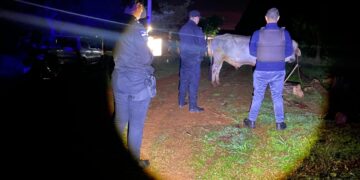 Patrulla rural recuperó un Cebú de 400 kilos robado a un colono en Gobernador López