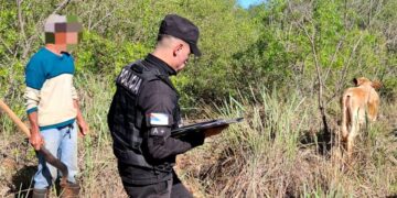 Rápido rastrillaje policial permitió recuperar un animal vacuno robado en Bonpland