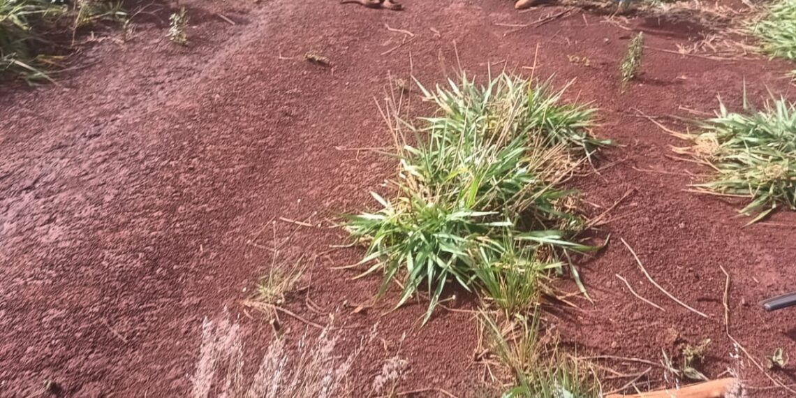 La Policía rescató una serpiente de gran tamaño en el barrio Itaembé Miní de Posadas