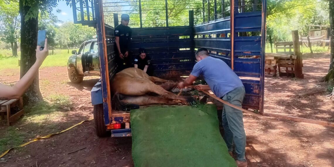 Posadas: rescataron a un caballo desvanecido con signos de maltrato