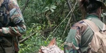 Ecología detectó nuevamente la extracción selectiva de madera nativa en el Parque Provincial Piñalito