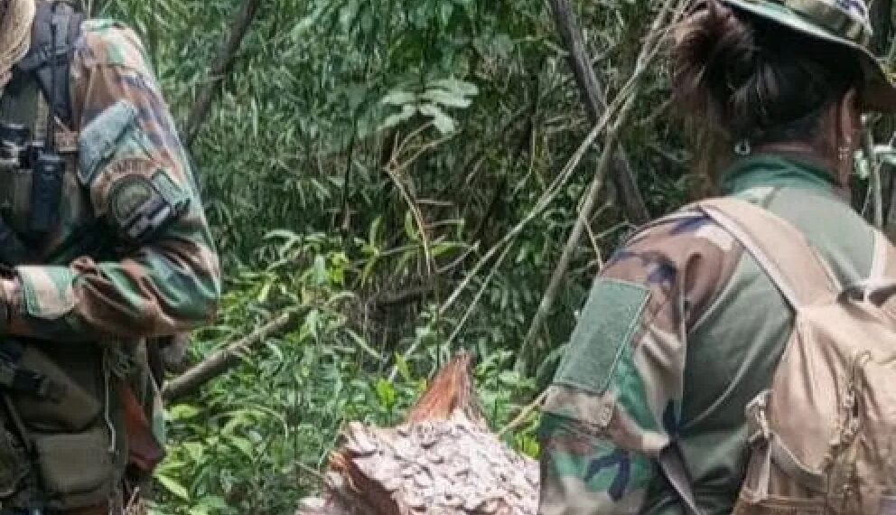 Ecología detectó nuevamente la extracción selectiva de madera nativa en el Parque Provincial Piñalito