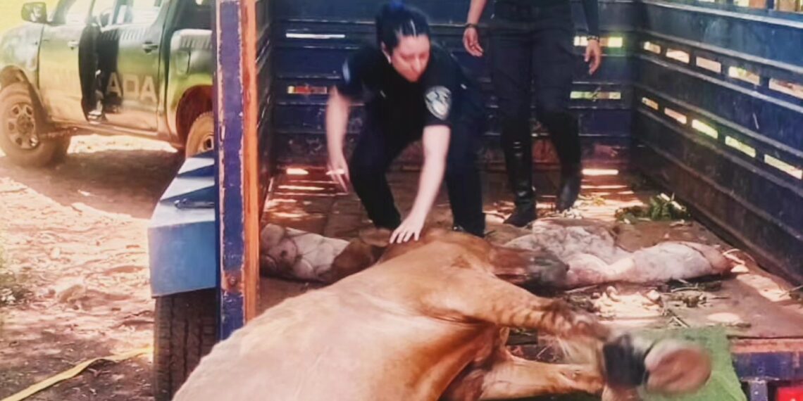 Posadas: murió el caballo rescatado en el barrio Aeroclub y detuvieron a su propietario por maltrato animal