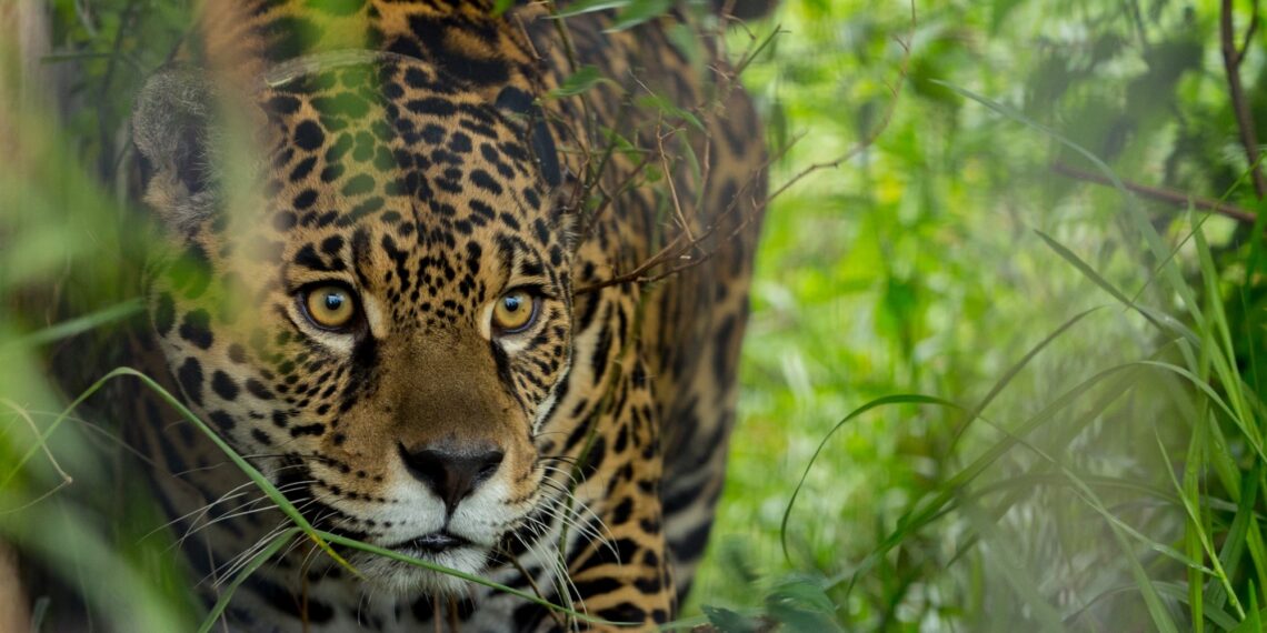 Misiones refuerza su política ambiental para evitar la extinción del yaguareté