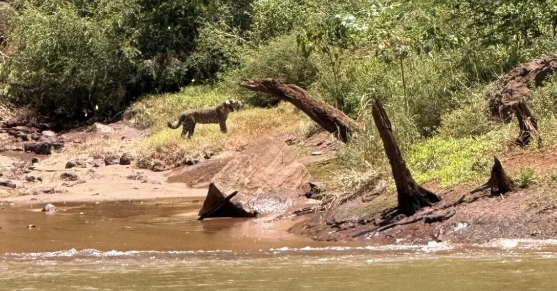 Turistas avistaron a una yaguareté y su cría en el Parque Nacional Iguazú