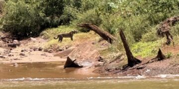 Turistas avistaron a una yaguareté y su cría en el Parque Nacional Iguazú