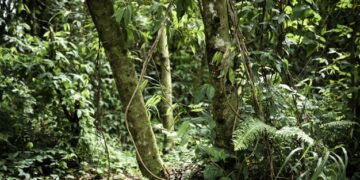 Nuevo mapa revela la pérdida del Bosque Atlántico y destaca los esfuerzos por conservarlo en Misiones