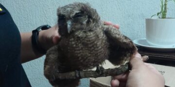 Tres aves rescatadas en menos de 24 horas mediante operativos policiales