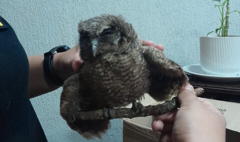 Tres aves rescatadas en menos de 24 horas mediante operativos policiales