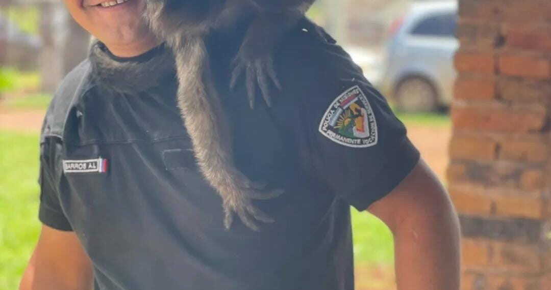 Un mono carayá sorprendió a una familia y terminó rescatado en Apóstoles