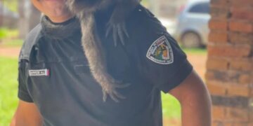 Un mono carayá sorprendió a una familia y terminó rescatado en Apóstoles