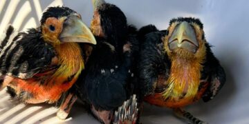 Tres operativos exitosos permitieron rescatar y resguardar a ejemplares de fauna silvestre