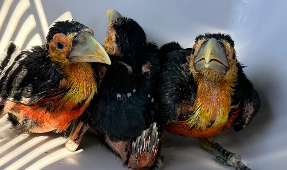 Tres operativos exitosos permitieron rescatar y resguardar a ejemplares de fauna silvestre