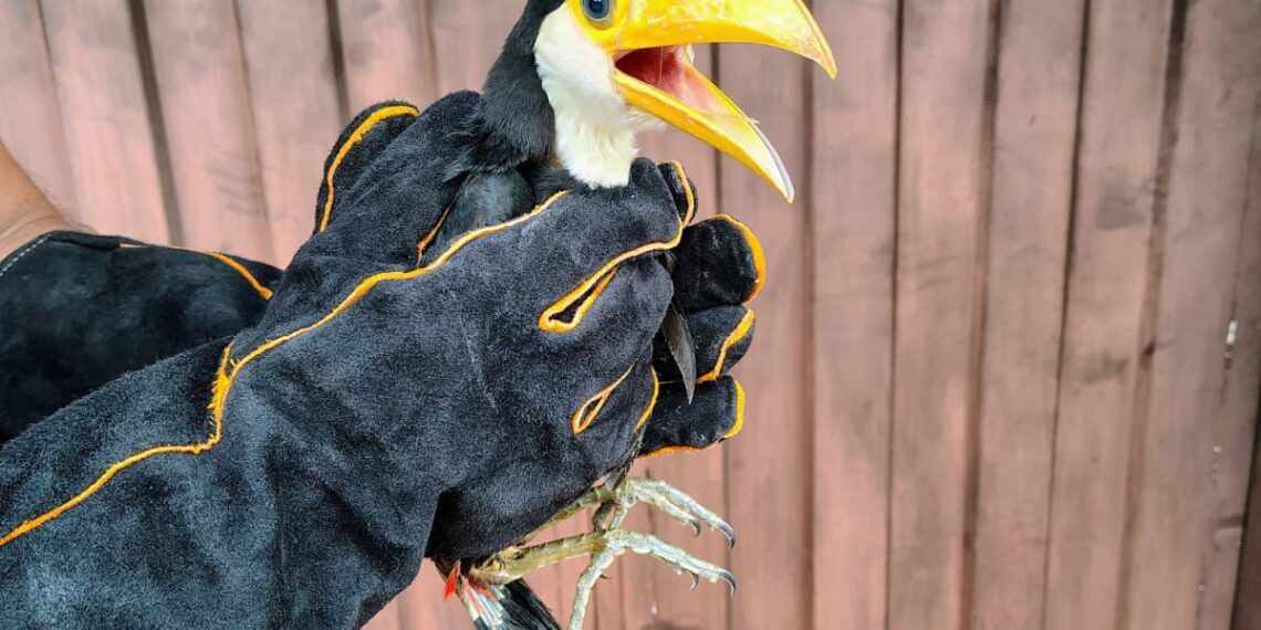 Vecinos llamaron al 911 por un pichón de tucán en riesgo y la Policía lo rescató