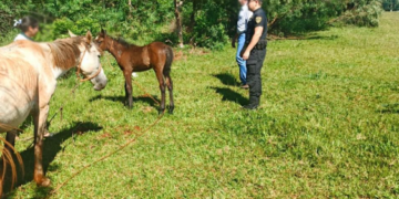 Apóstoles: rescataron a loros y asistieron a tres yeguas con signos de maltrato animal