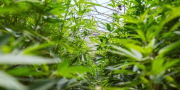 La Biofábrica realizó la última cosecha de cannabis medicinal del año y proyecta nuevas variedades para 2026