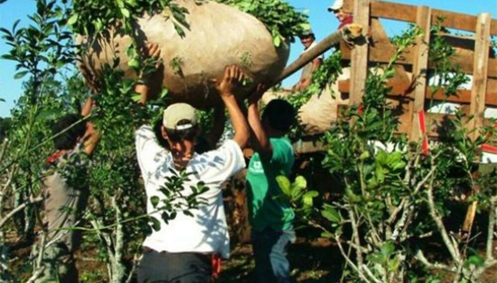 Anuncian el pago del programa Intercosecha para más de 6 mil trabajadores yerbateros de Misiones