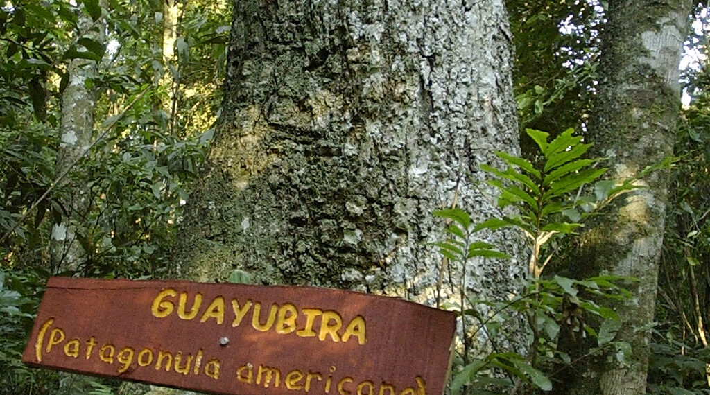 Unam avanza en el rescate genético de la Guayubira para fortalecer los semilleros nativos