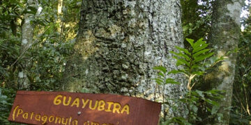 Unam avanza en el rescate genético de la Guayubira para fortalecer los semilleros nativos