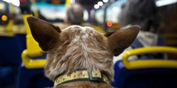 Se podrán llevar animales domésticos en micros y trenes de larga distancia: qué requisitos deben cumplirse