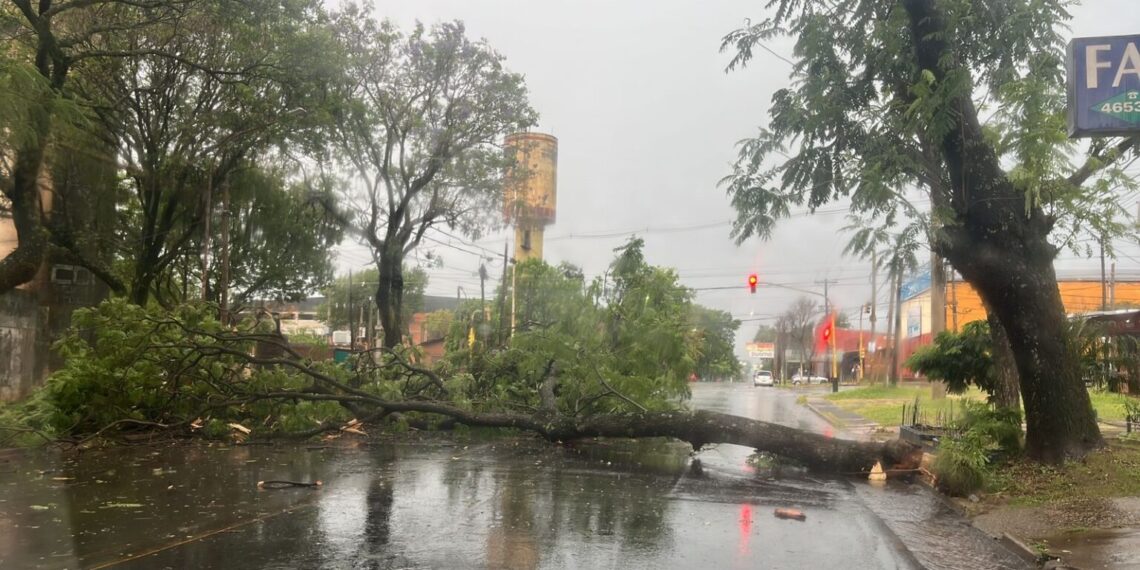 Temporal provocó voladuras de techos, caída de árboles y cortes de luz en distintos puntos de Posadas