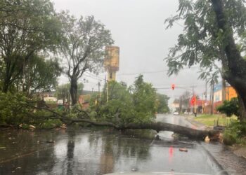 Temporal provocó voladuras de techos, caída de árboles y cortes de luz en distintos puntos de Posadas