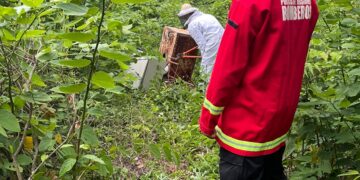 Operarios fueron atacados por abejas: Bomberos trasladaron el enjambre a un lugar seguro en Santo Pipó