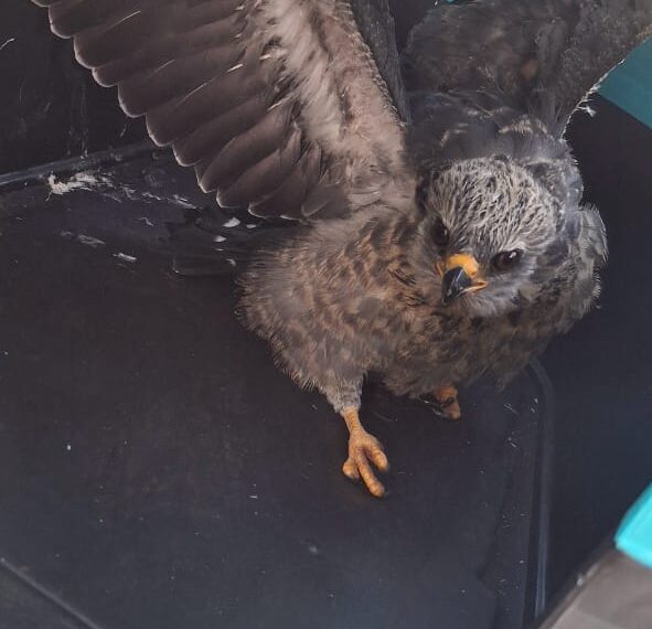 Rescataron un ejemplar de halcón peregrino en Corpus