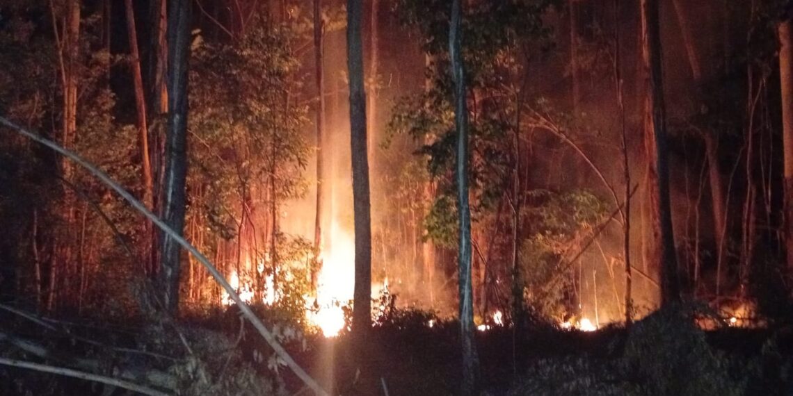 Bomberos controlaron un incendio de pinar y eucaliptal en Jardín América