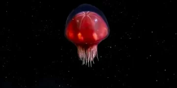 Los nuevos hallazgos del streaming del Conicet: una medusa desconocida, una araña asesina y hasta un VHS