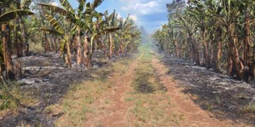 Controlaron incendios en Alem y Almafuerte sin viviendas ni personas afectadas