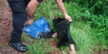 Rescataron a un oso hormiguero herido tras ser atropellado en la ruta 103