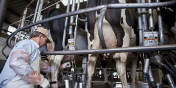 La producción de leche creció 9,7% en 2025 y alcanzó el mayor volumen en 10 años