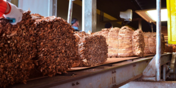 Misiones abona cerca de $2.000 millones a productores tabacaleros