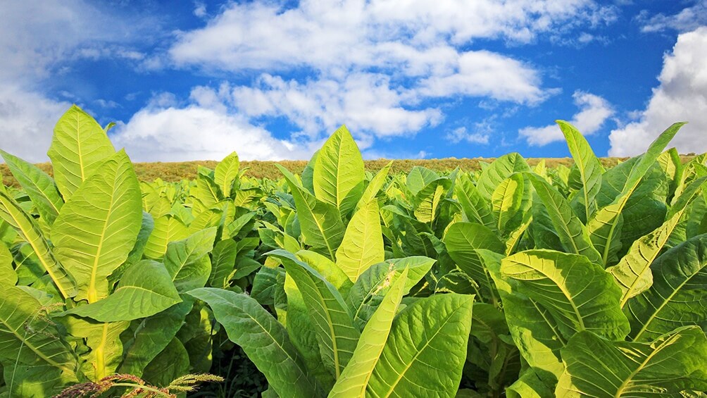 Acordaron nuevo precio para el tabaco: la campaña comienza el lunes