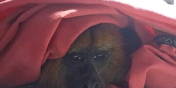Rescataron a un mono carayá que fue perseguido y herido por perros en Garupá
