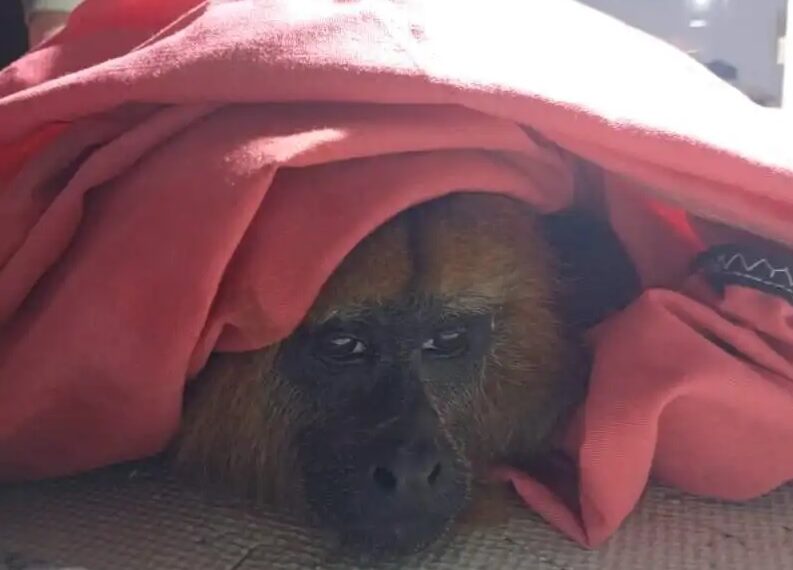 Rescataron a un mono carayá que fue perseguido y herido por perros en Garupá