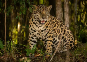 Janaína volvió a ser madre en Iguazú y refuerza la recuperación del yaguareté en la selva atlántica
