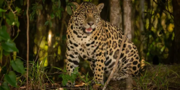 Janaína volvió a ser madre en Iguazú y refuerza la recuperación del yaguareté en la selva atlántica
