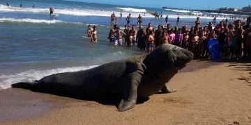 Un elefante marino obligó a una mujer a salir del agua en Mar del Plata
