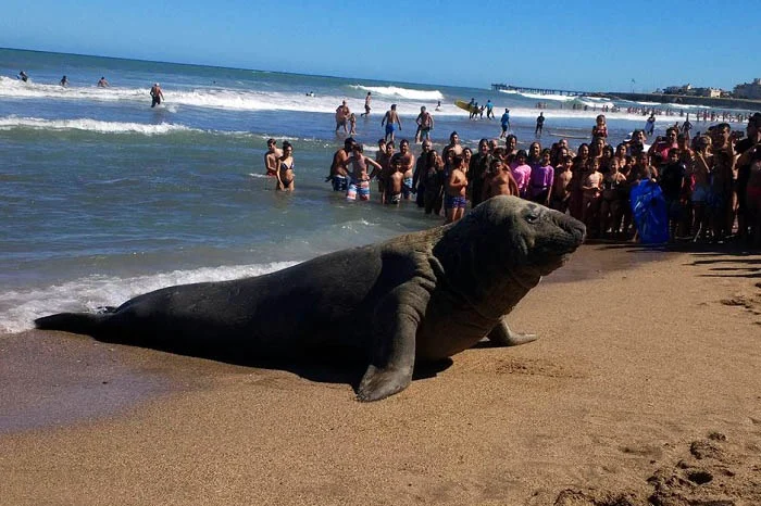 Un elefante marino obligó a una mujer a salir del agua en Mar del Plata