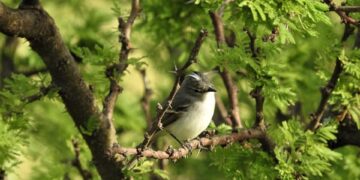Realizarán una jornada de avistaje de aves en el Parque de la Ciudad 