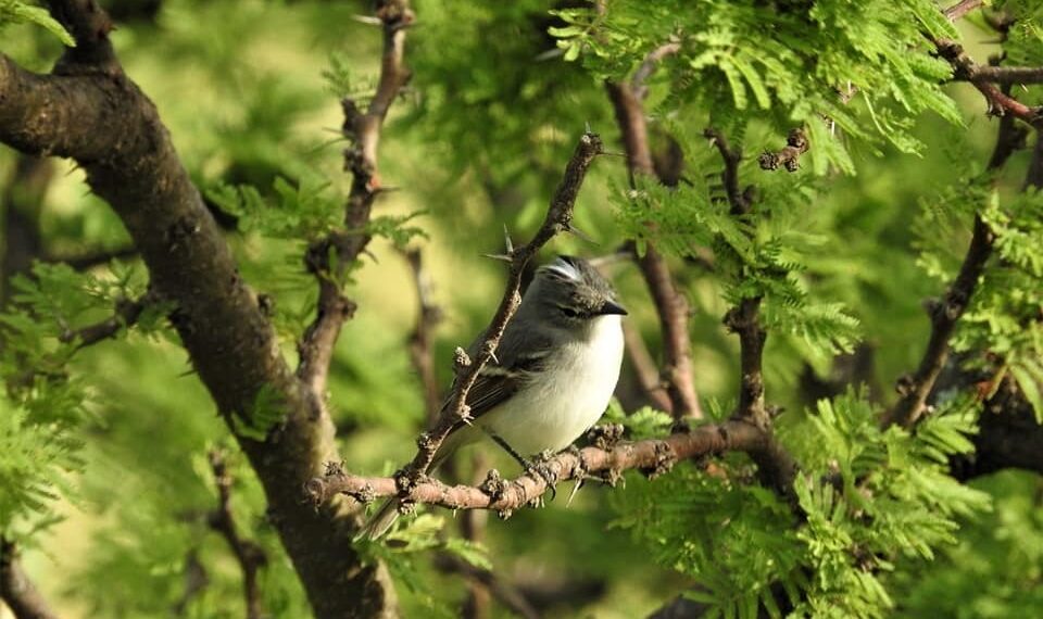 Realizarán una jornada de avistaje de aves en el Parque de la Ciudad 