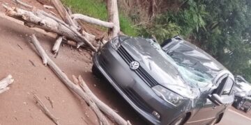 San Antonio: un árbol cayó sobre un auto en la Ruta Nacional 101 y el conductor fue hospitalizado