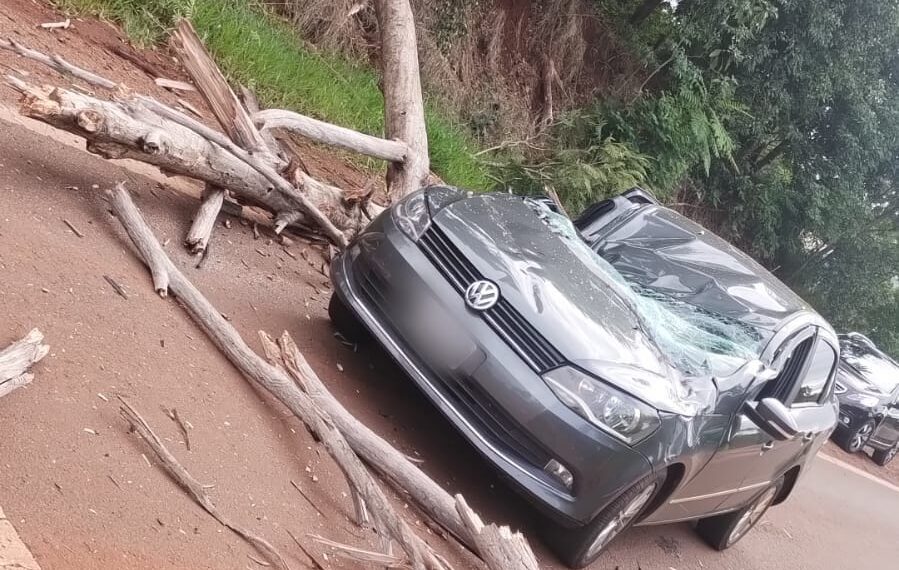 San Antonio: un árbol cayó sobre un auto en la Ruta Nacional 101 y el conductor fue hospitalizado