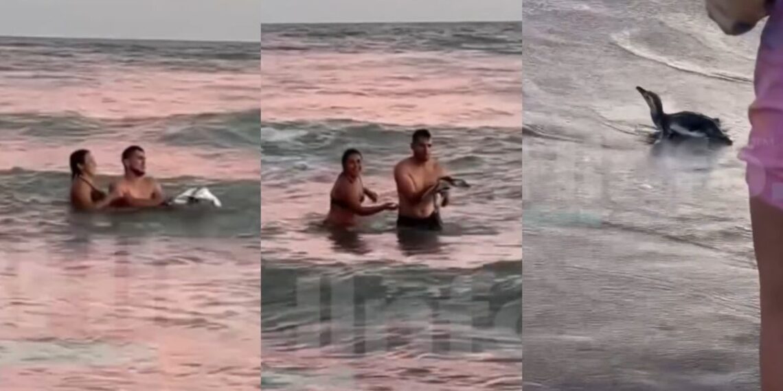 Monte Hermoso: una pareja sacó a un pingüino del mar para tomarse fotos