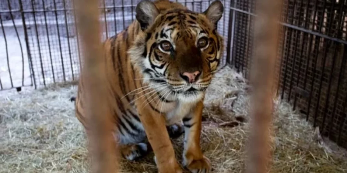 Trasladan a Europa a dos osos y una tigresa que estaban en cautiverio en el zoológico de Luján