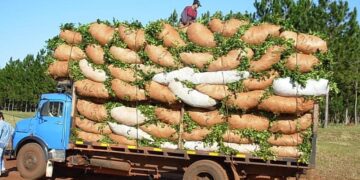 Las ventas de yerba mate alcanzaron los 24,9 millones de kilos durante enero